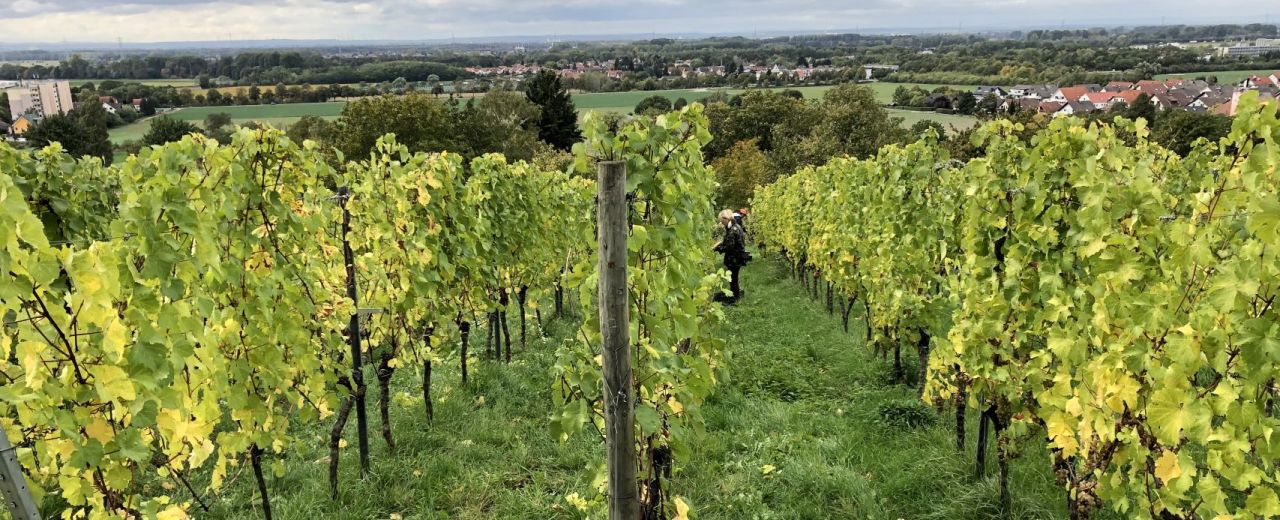 Weinlage Alsbacher Schöntal