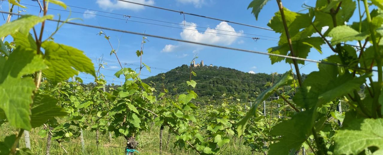 Weinlage Auerbacher Höllberg