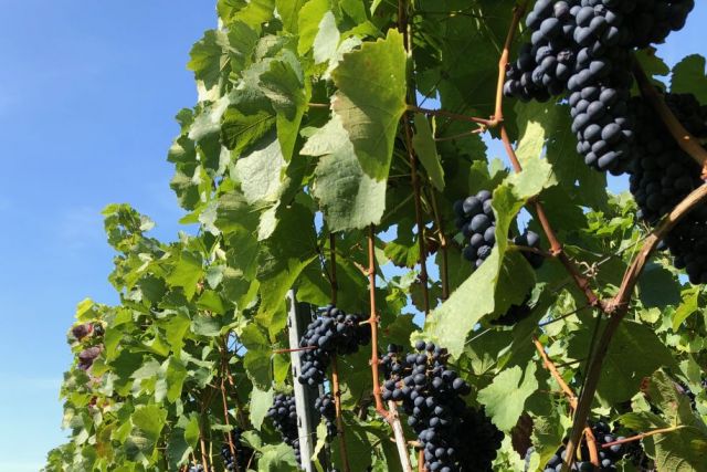 Weinlage Zwingenberger Alte Burg