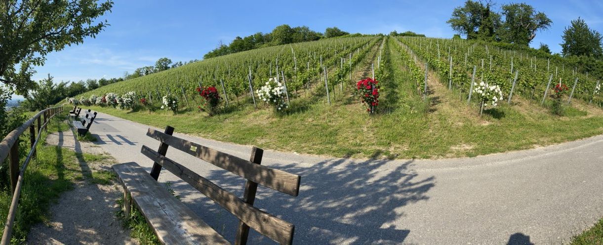 Weinlage Zwingenberger Steingeröll