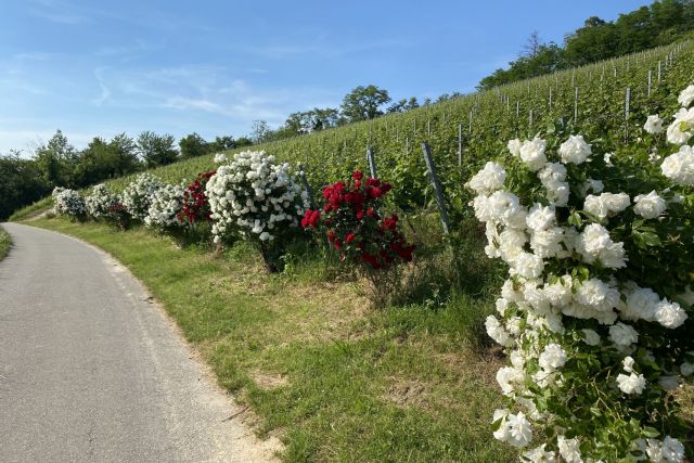 Weinlage Zwingenberger Steingeröll