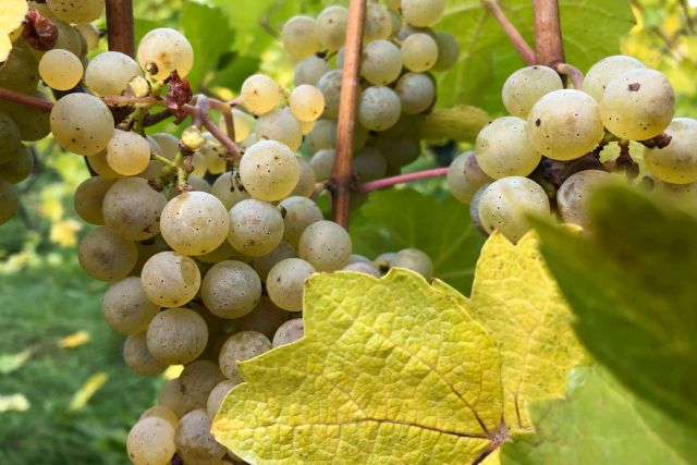 Weinlage Alsbacher Schöntal