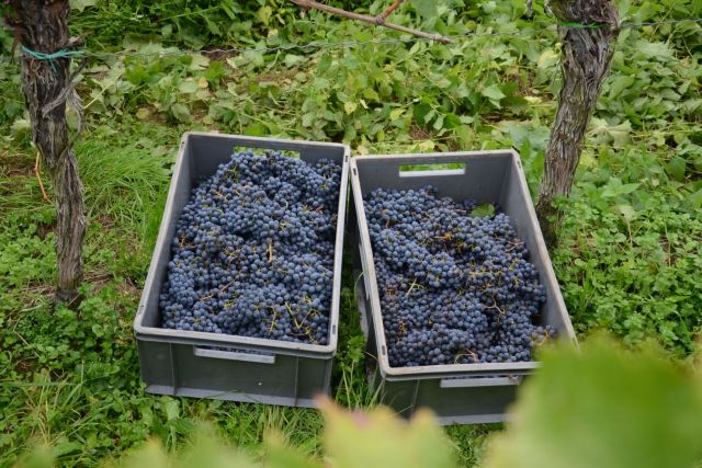 Weinlage Auerbacher Höllberg